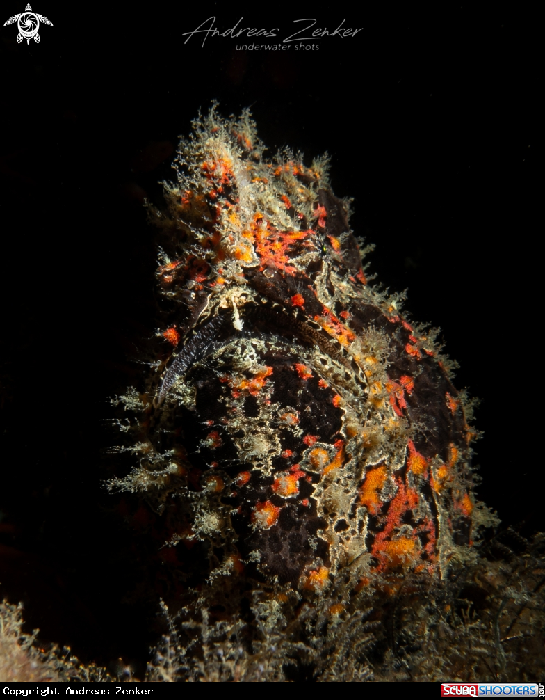 A Common frogfish