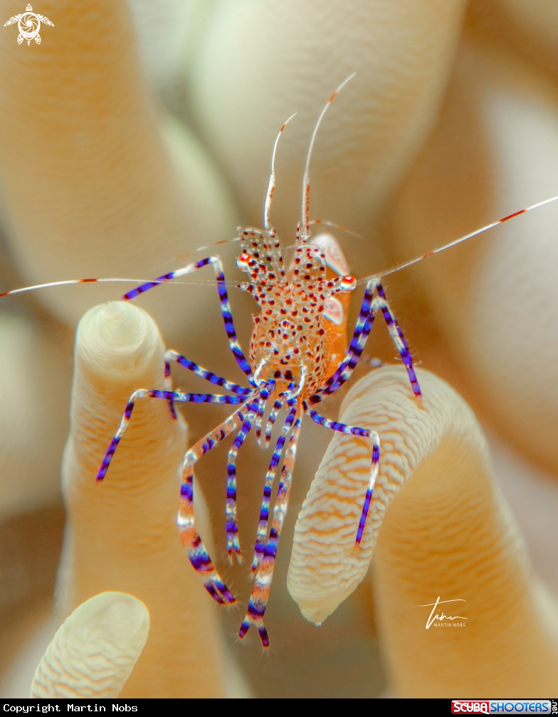 A Yucatan cleaner shrimp