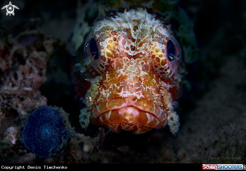 A FISH