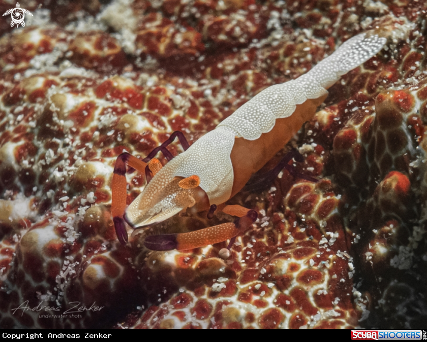 A Emperor shrimp