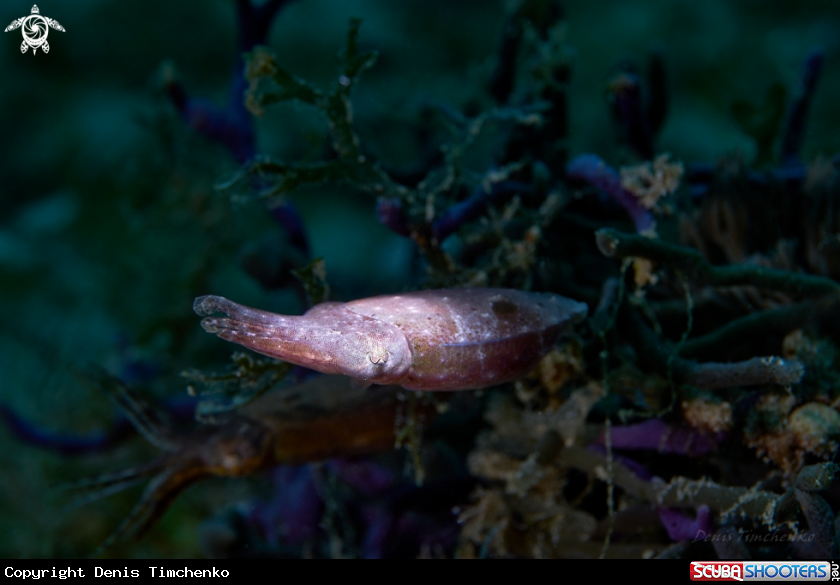 A CUTTLEFISH 