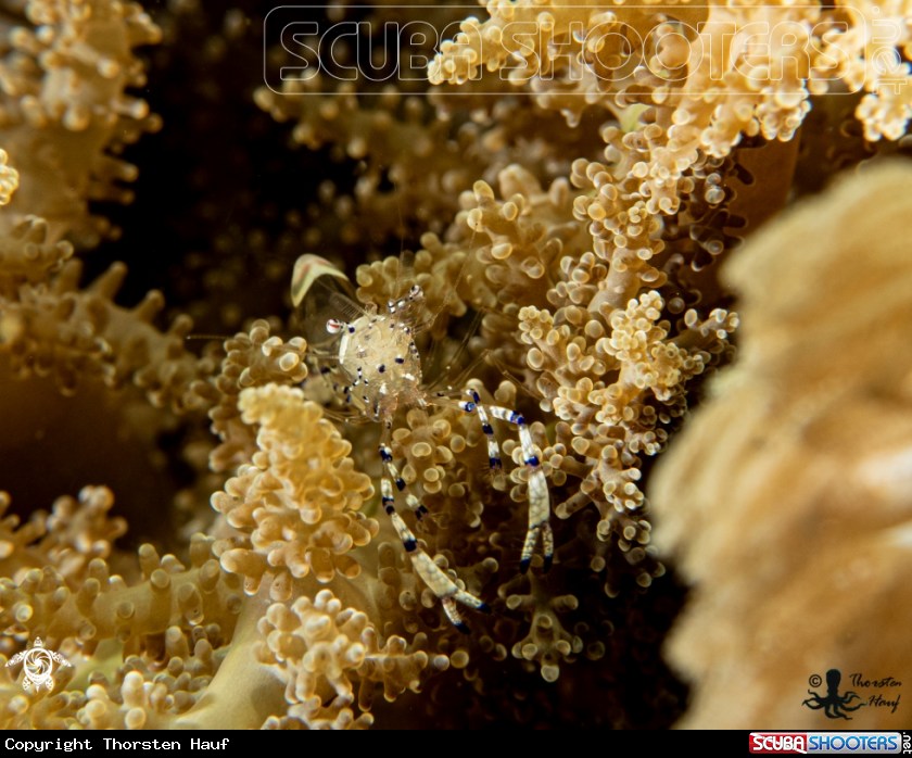 A Graceful Anemone Shrimp