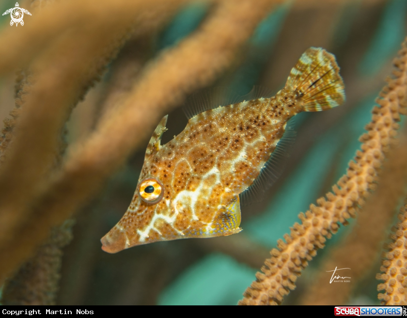 A Slender Filefish