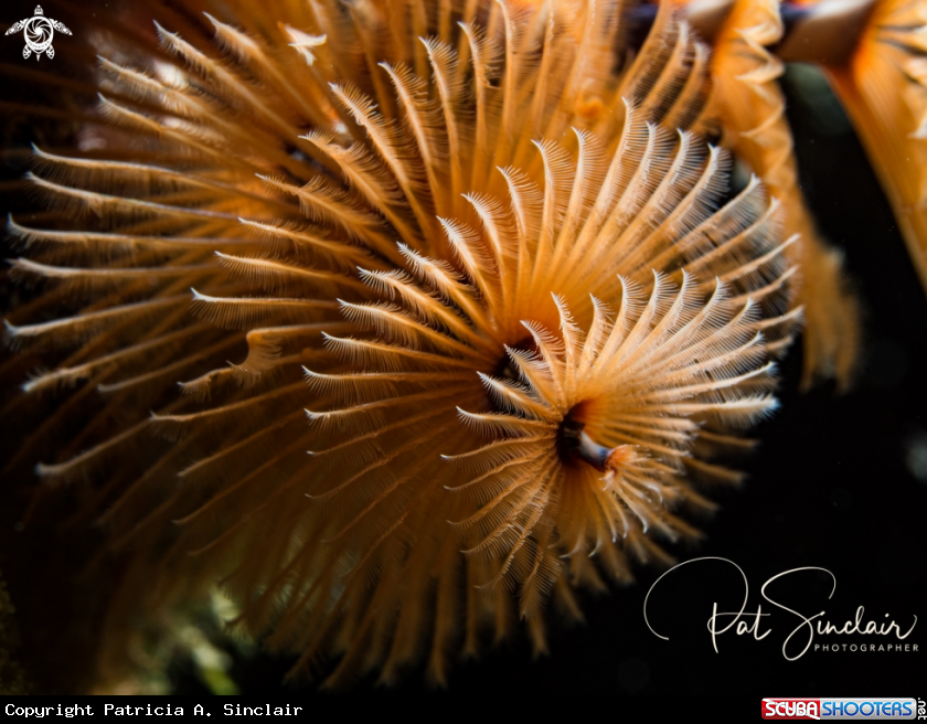A Christmas Tree Worm