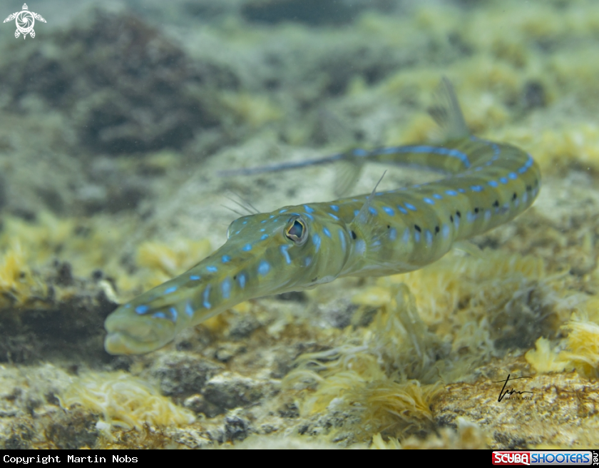 A Bluespotted Cornetfish