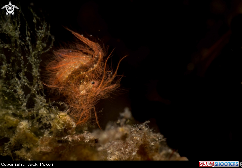 A Hairy shrimp