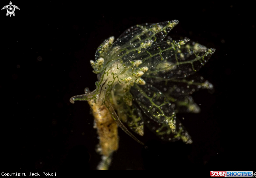 A Stiliger sp.