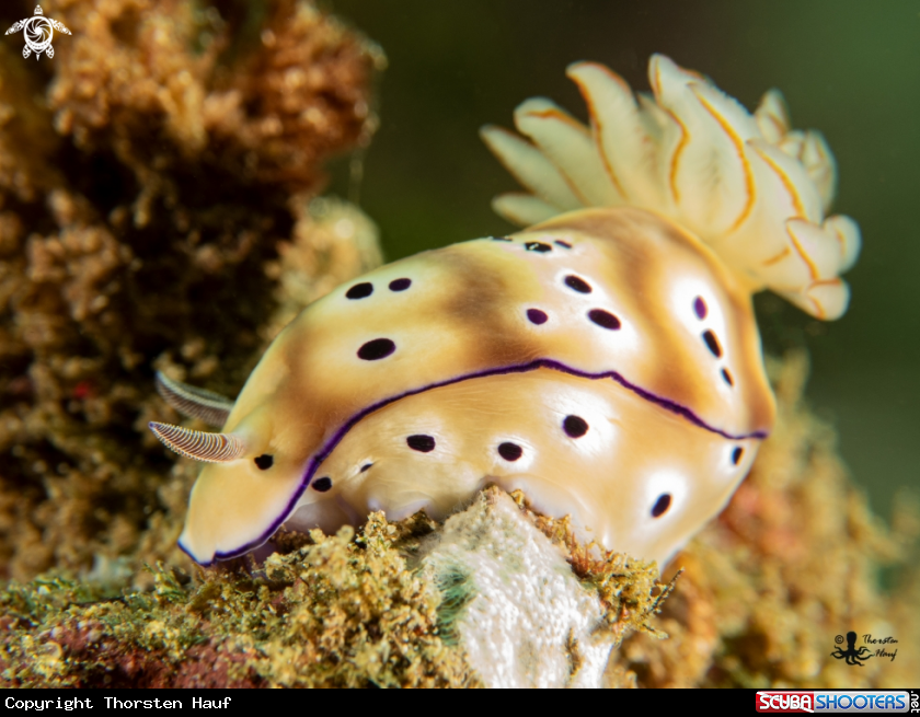 A Tryon´s Hypselodoris