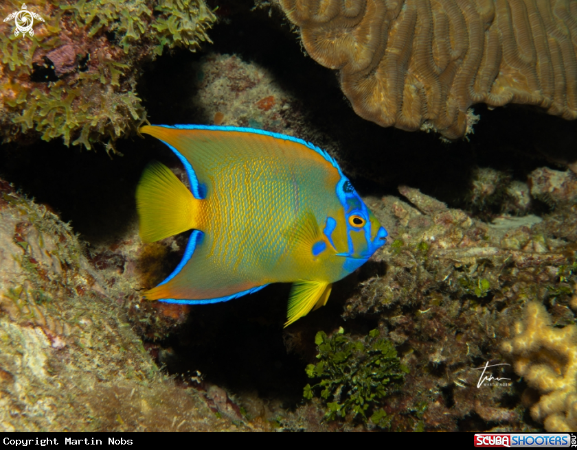 A Queen Angelfish