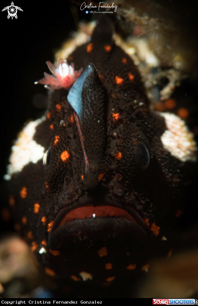 A Painted frogfish