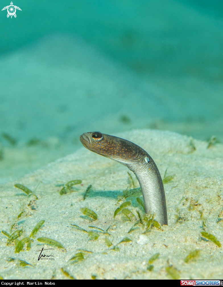 A Brown garden eel