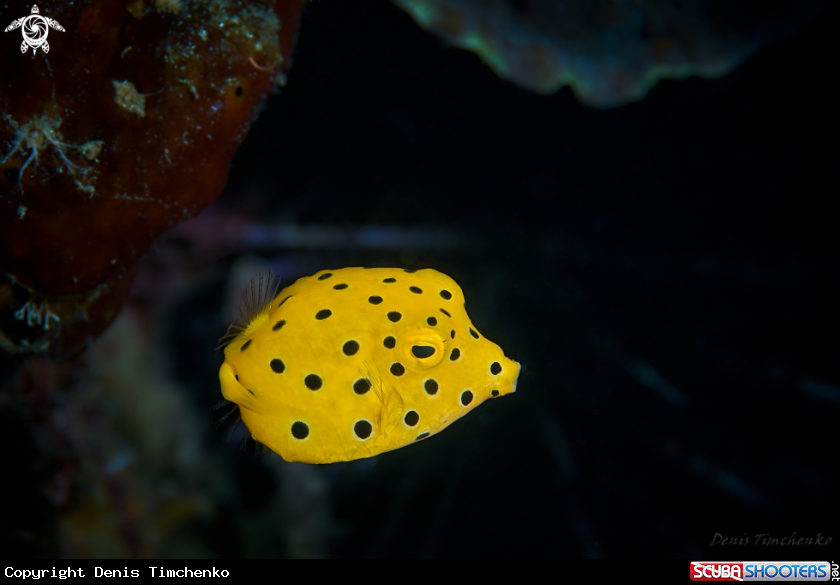 A FISH