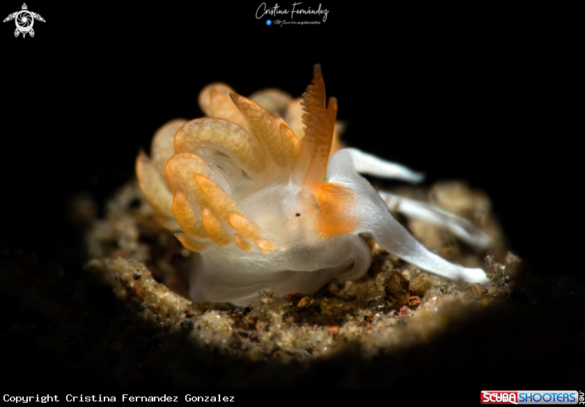 A Nudibranch