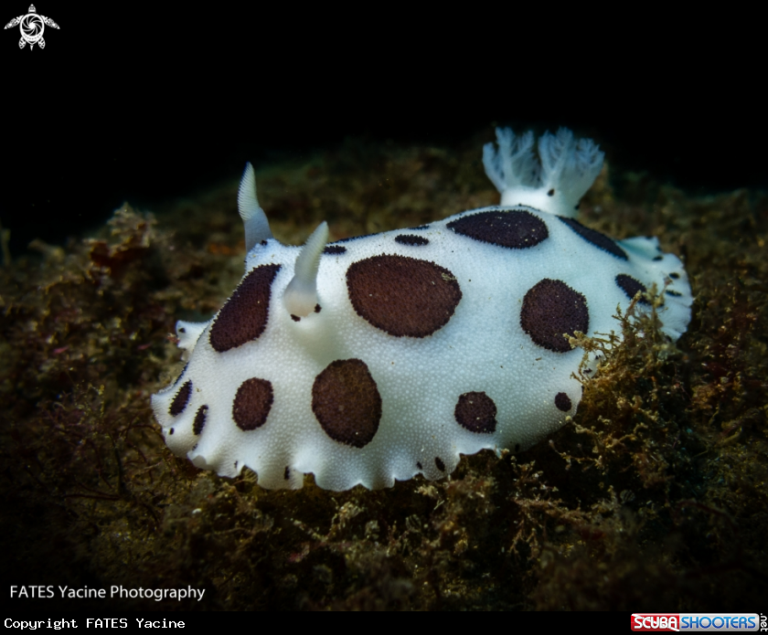 A DORIS DALMATIEN