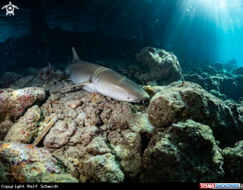 A shark