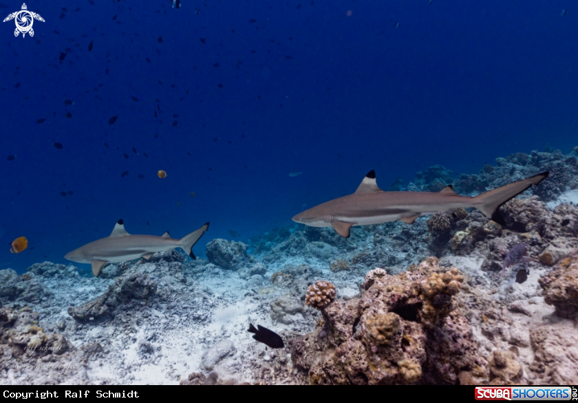 A shark