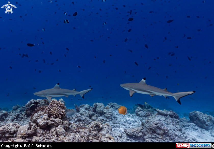 A shark