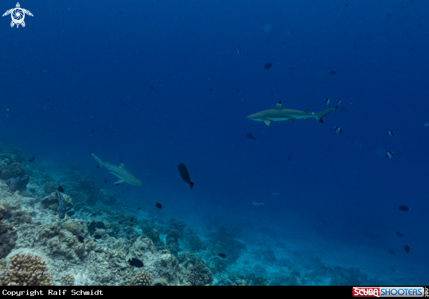 A shark