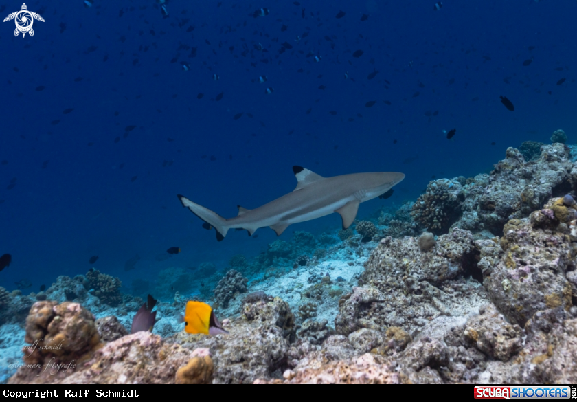 A Shark's