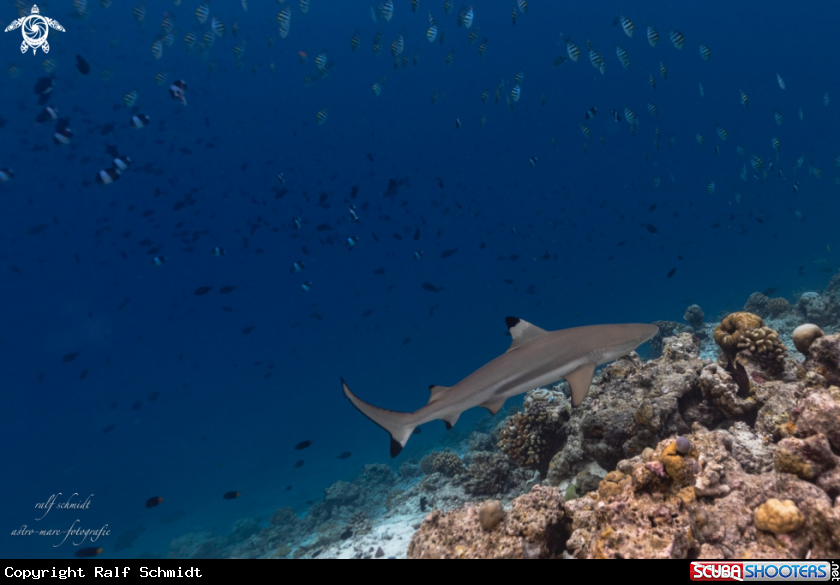 A Shark's