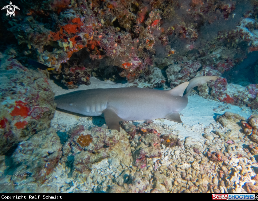 A Shark's