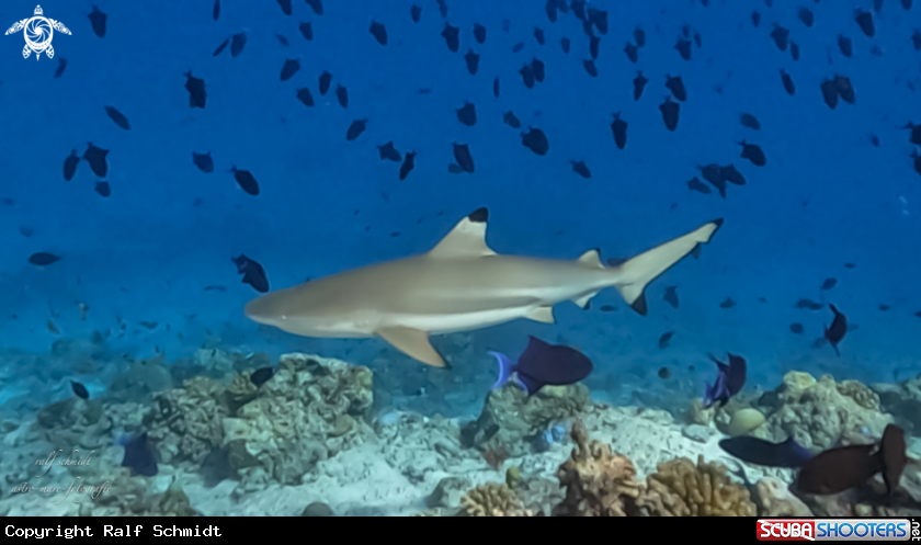 A Shark's
