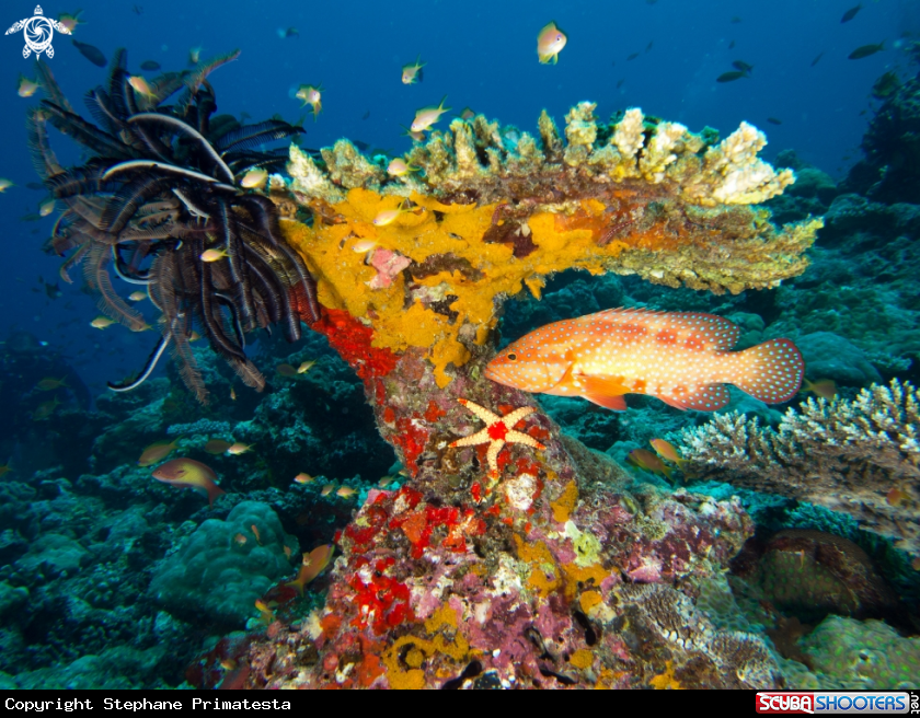 A Table coral
