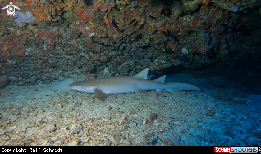 A Shark's