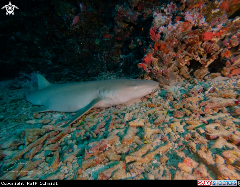 A Shark's