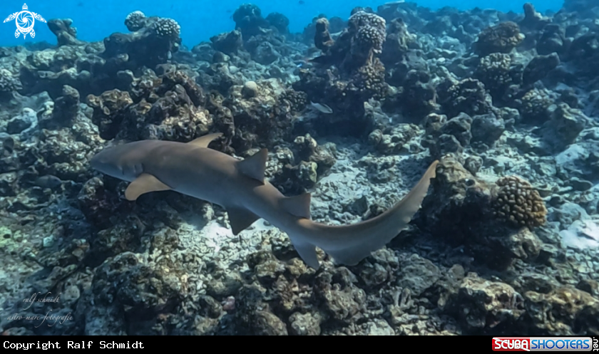 A Shark's