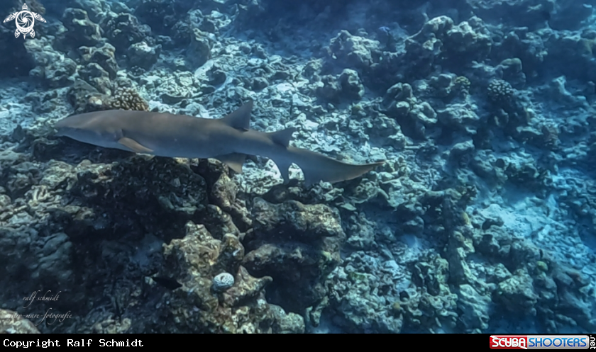 A Shark's