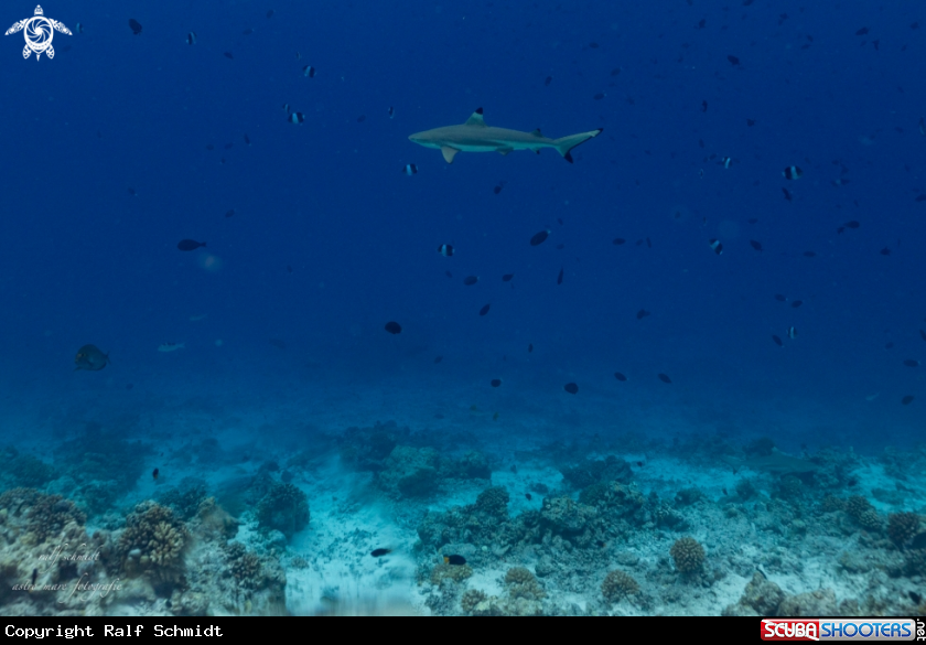 A Shark's