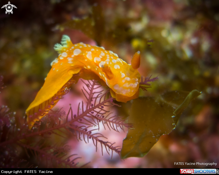A Martadoris mediterranea