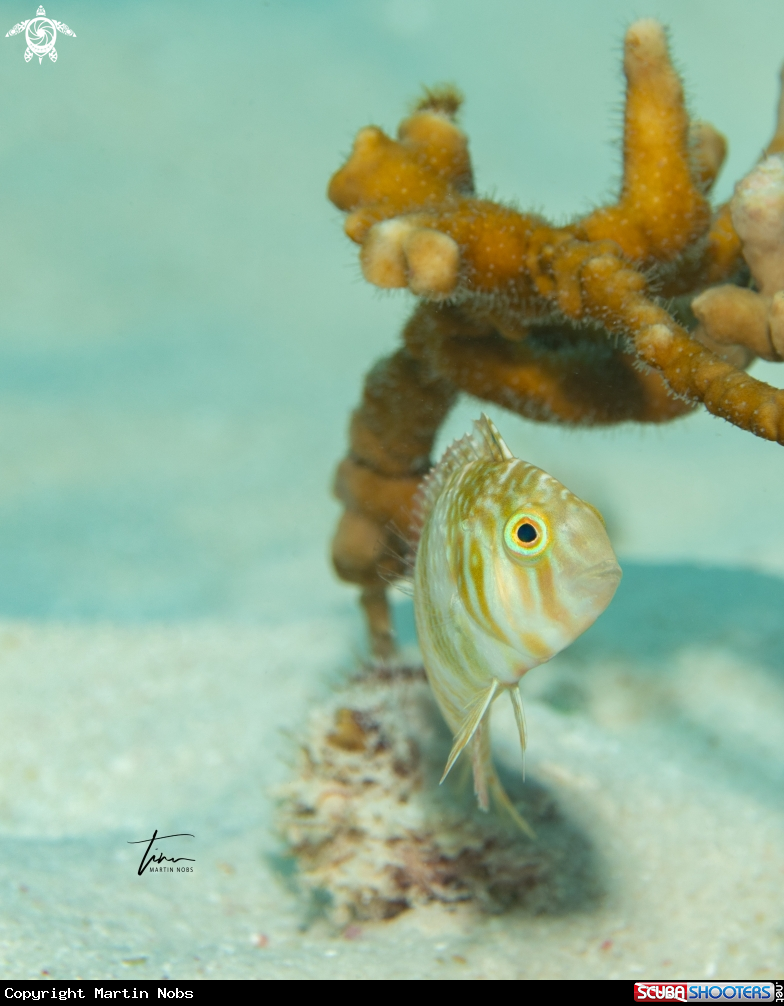 A Green Razorfish