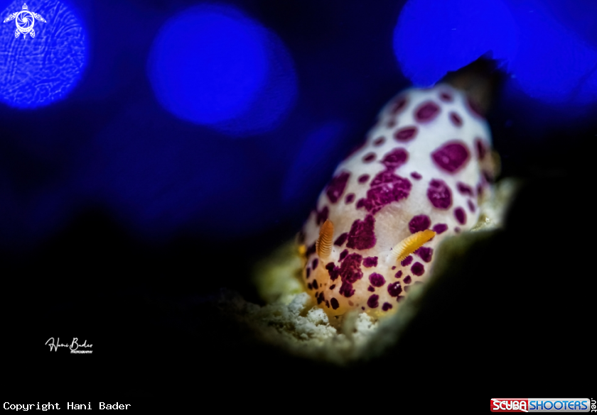 A nudibranch