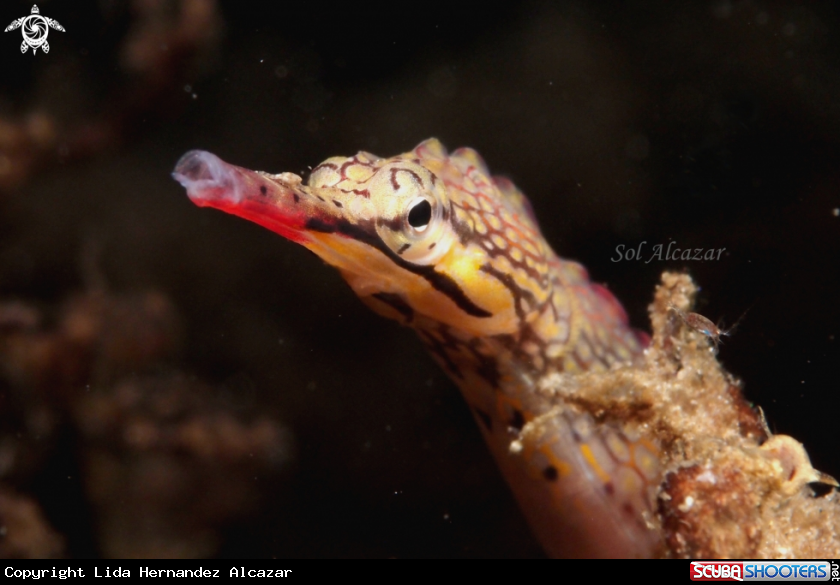 A pipefish