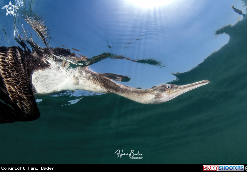 A socotra cormorant