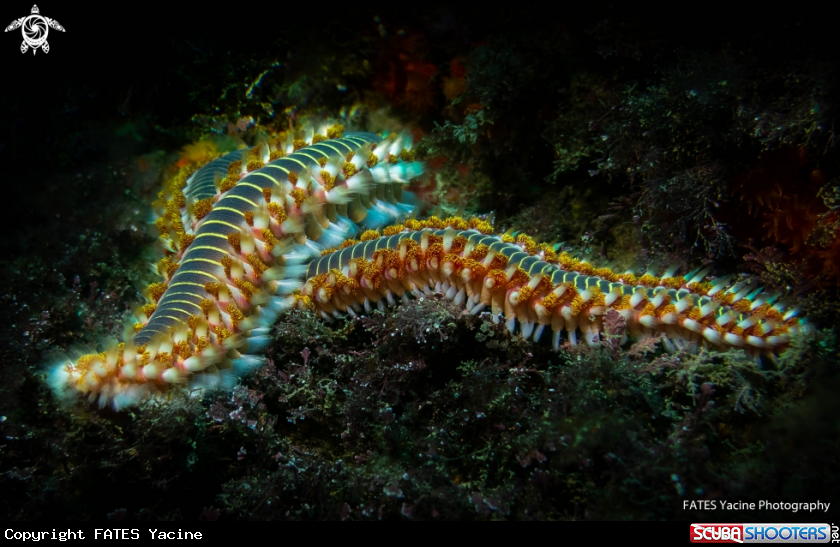 A Fireworm