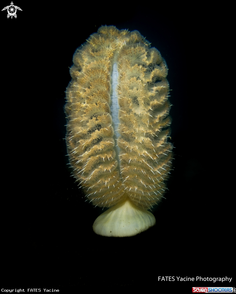 A Plume de mer