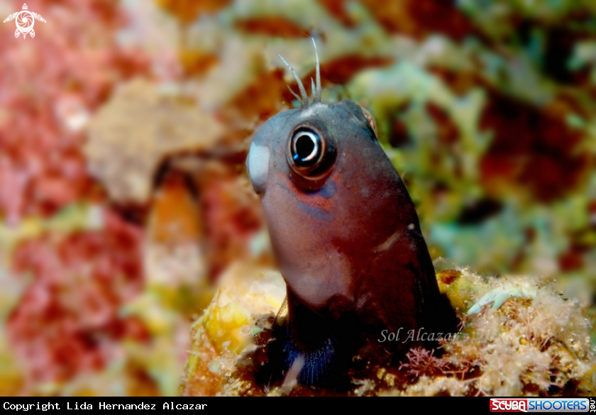 A Blenny