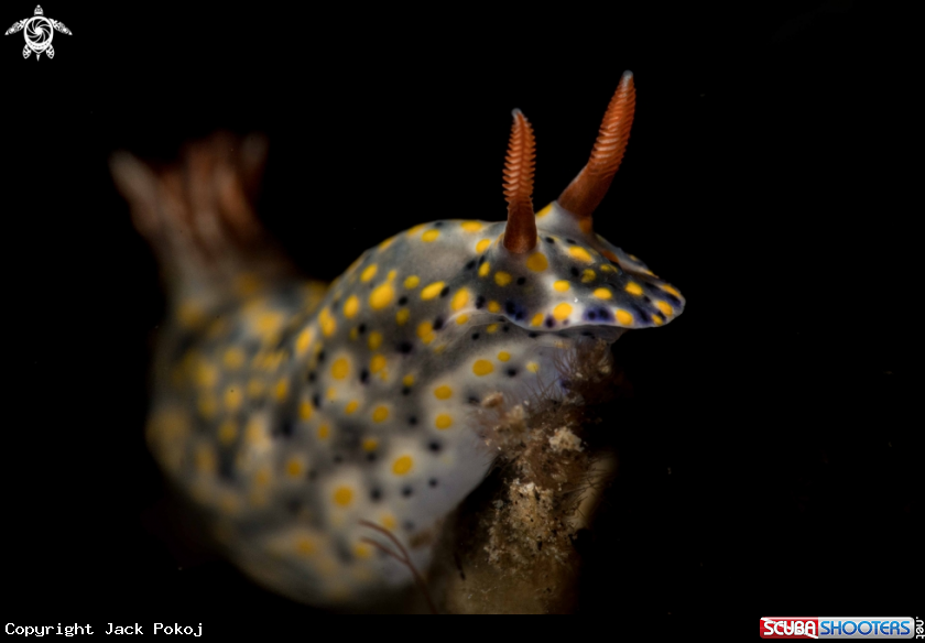 A Hypselodoris roo 