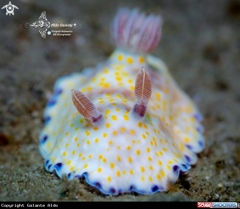 A Goniobranchus Nudibranch