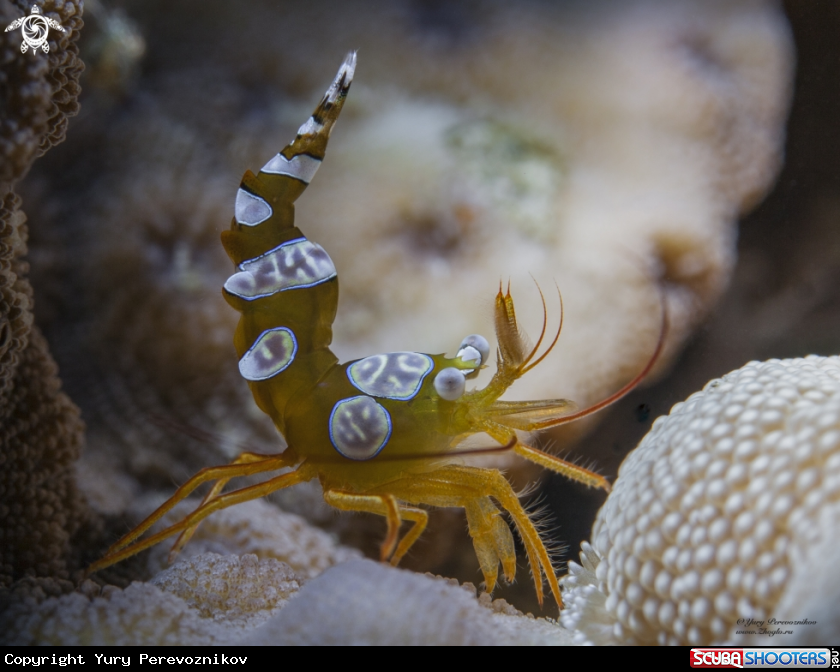 A Sexy shrimp