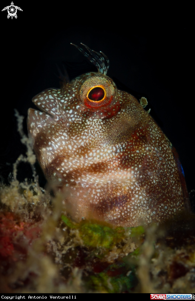 A Coral blenny