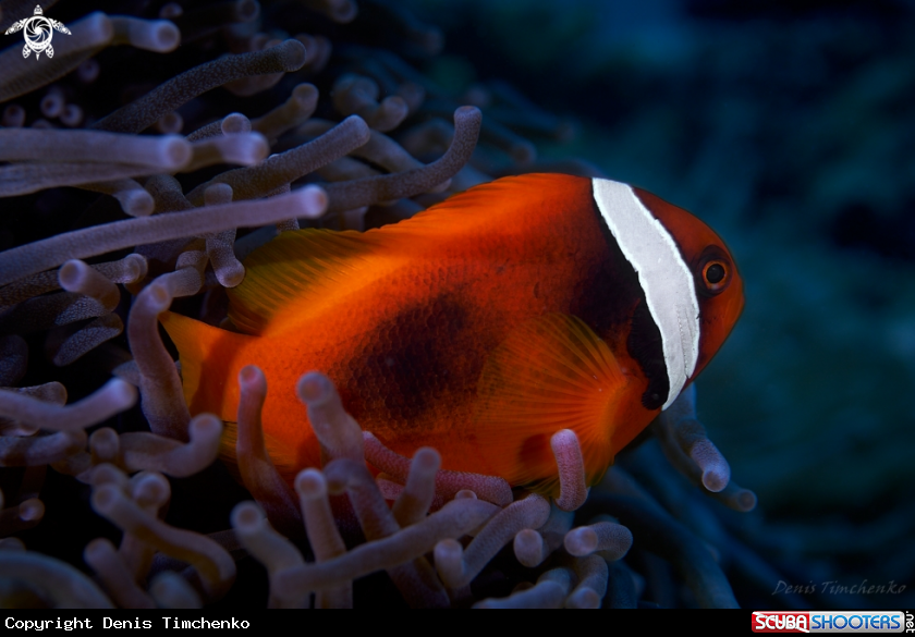 A FISH