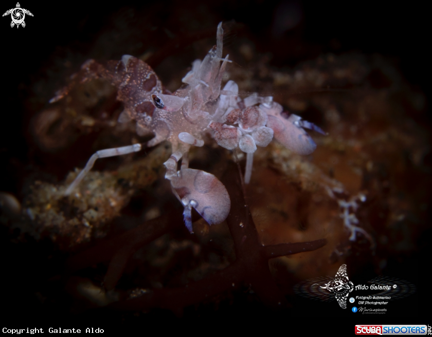 A Harlequin Shrimp