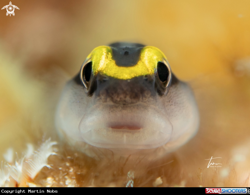 A Sharknose Goby