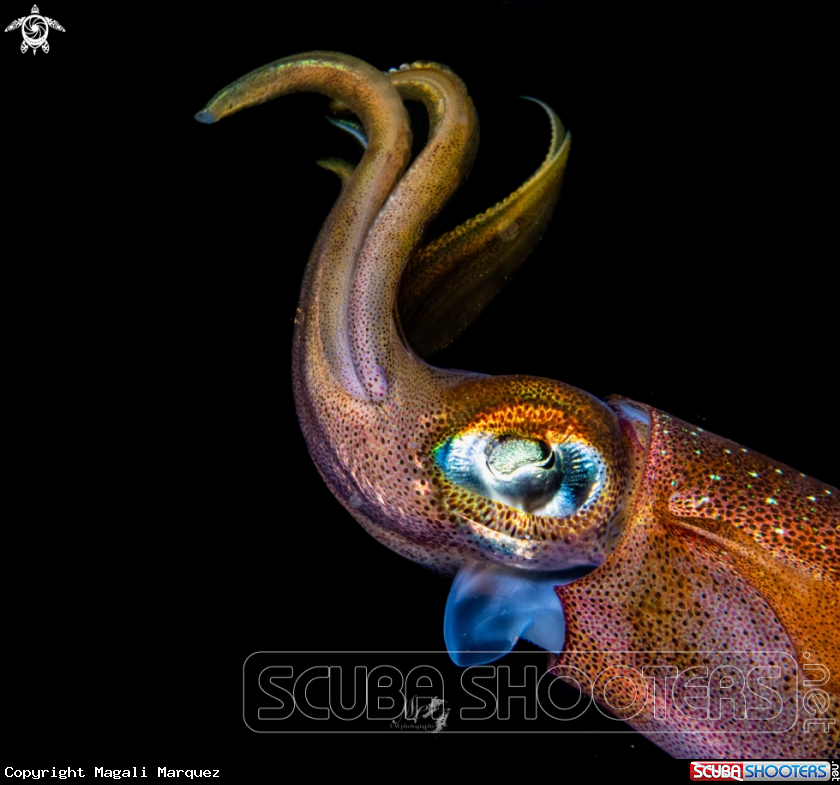 A SQUID 