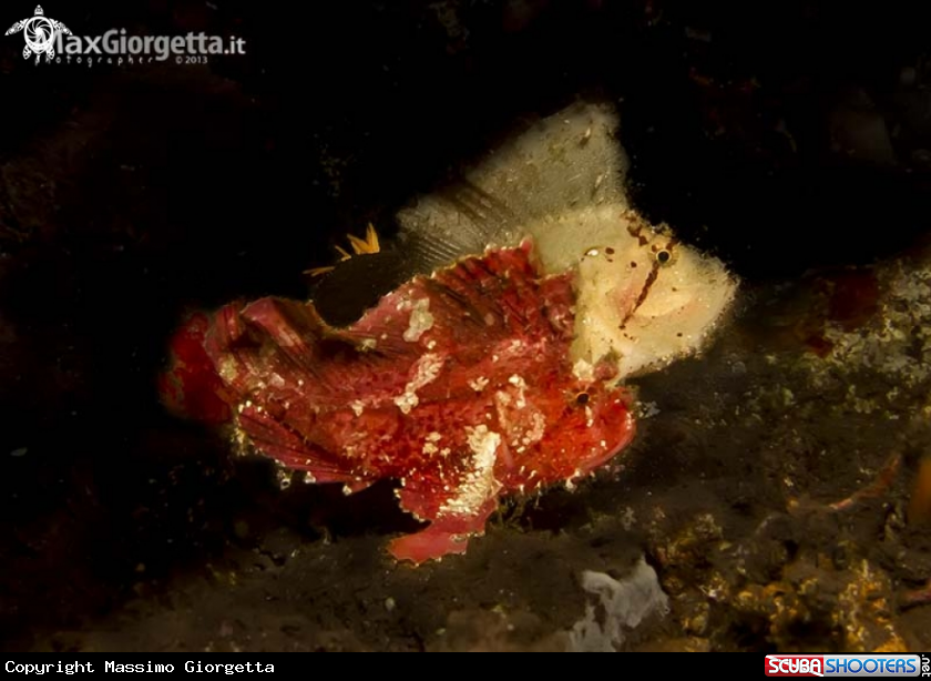 A foglia fish