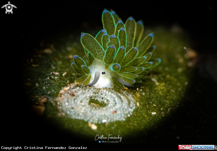 A Nudibranch